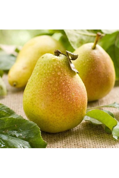 Стигла груша сорту Олександрівка